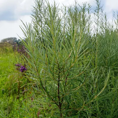 A close-up of a green plant with long, thin leaves, set against a background of green grass and a cloudy sky.
