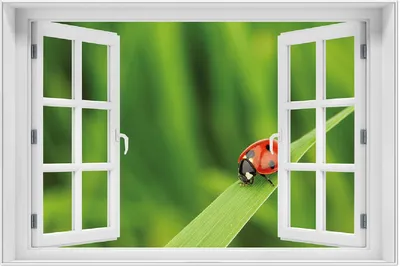 Produktbild von Wallario Wandbild mit Fenster-Illusion: Marienkäfer auf grünem Blatt, Größe: 61 x 91,5 cm, Poster mit weißem Aluminiumrahmen