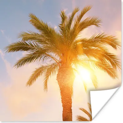 Produktbild von MuchoWow® Poster Palme - Sommer - Sonne - Tropisch 75x75 cm - Wand Dekoration