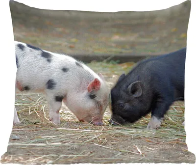 Produktbild von MuchoWow® Zierkissen Sofakissen Wohnzimmer Dekokissen 40x40 cm Schweine - Ferkel - Stroh - Foto Kissen - Schlafzimmer Dekoration