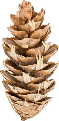 Produktbild von Douglasien-Zapfen, Größe ca. 5-8cm, 1kg, ca. 150 Stk. | Pseudotsuga menziesii70