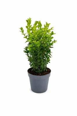 Produktbild von Buchsbaum 40 cm Strauch – Buxus sempervirens winterhart – dichter Zierstrauch für Garten, Balkon & Terrasse – immergrüne Heckenpflanze