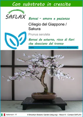 Immagine prodotto di SAFLAX  - Ciliegio del Giappone / Sakura - 30 semi - Con substrato - Prunus