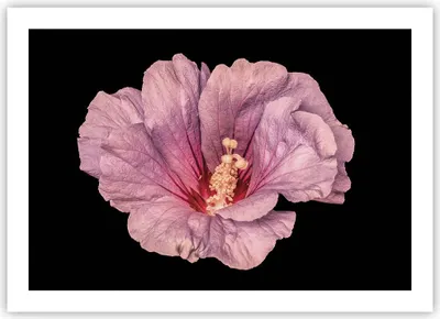 Produktbild von Poster - Poster ohne Rahmen - Hibiskus Blume Rosa - 70x50 cm - Wand Bild - Wanddeko - Wandbilder - Kunstposter - Wandposter - Bilder - Kunstdruck - Wanddekoration - Wandbild - P2XAA70x50-4481