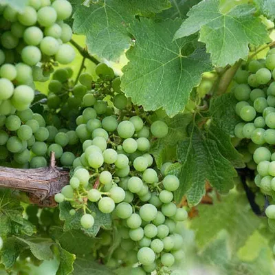 Produktbild von Bakker.com - Weinrebe Chardonnay, Der wurzelballen / Lieferhöhe 20-40cm