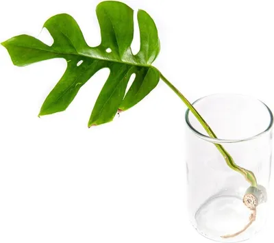 Obrázok produktu pre Gardners Monstera minima - odrezky na zakorenenie