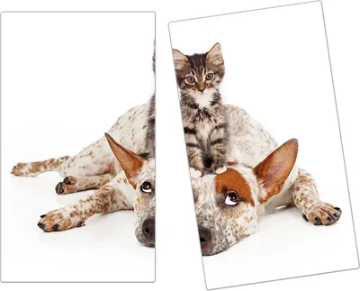 Produktbild von Spritzschutz Herdabdeckplatte Schneidebrett aus Glas Katze sitzt auf Hund 2-Teilig (60x52cm)