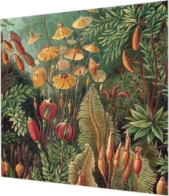 Zdjęcie produktu dla Tapeta ścienna – tapeta dekoracyjna do salonu – folia tapetowa do dekoracji ścian – 250 x 250 cm – Egzotyczny ogród