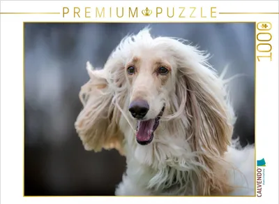 Produktbild von CALVENDO Puzzle Afghanen-Portrait | 1000 Teile Lege-Größe 64x48cm Foto-Puzzle für glückliche Stunden