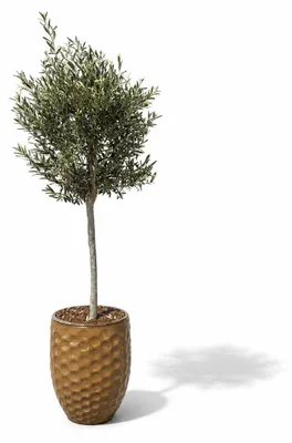 Produktbild von Olivenbaum im Pflanzkübel aus Keramik Provencelia Wüstengelb, Ø42 cm x H55 cm