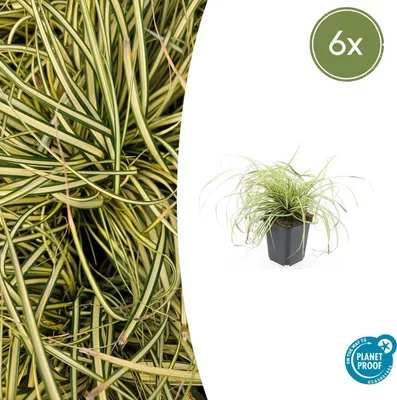 Obrázok produktu pre Dekoratívna tráva - ostrica zlatistá - Carex oshimensis 'Evergold' - Kvetináč 9 cm - sada 6 rastlín