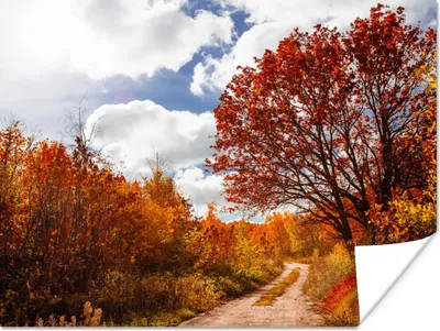 Produktbild von MuchoWow® Poster Baum - Weg - Herbst 80x60 cm - Kunst für zu Hause