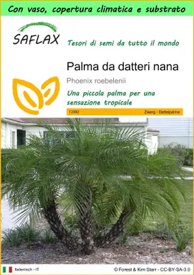 Immagine prodotto di SAFLAX Garden to go - Palma da datteri nana - 25 semi - Phoenix