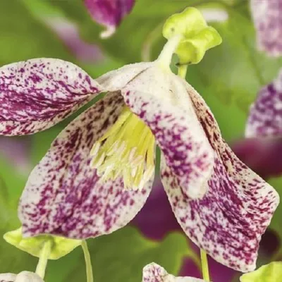 Produktbild von Clematis Freckles (Waldrebe) - Glockenförmige cremefarbene Blüten mit dunkelrot-rosa Sprenkeln | Mehrjährig Immergrüne Kletterpflanze - 1,5 Liter Topf