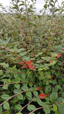 Image de Cotoneaster franchetii / Cotonéaster de Franchet