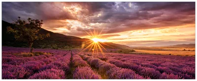 Produktbild von Wallario Premium Glasbild, freischwebende Optik, kräftige Farben, Größe 125 x 50 cm Motiv Lavendelfeld bei Sonnenuntergang - Sonnenstrahlen