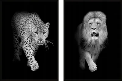 Obrázok produktu pre RÁMOVANÝ OBRAZ 53x73cm diptych s 2 obrazmi divoké mačky gepard lev P1020