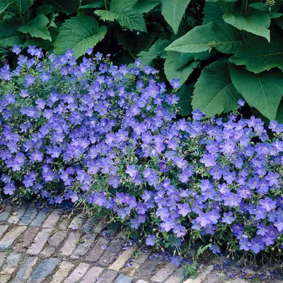 Image de Bloomique - Lot de 3 - Geranium Johnsons Blue - Géranium vivace - Fleurs bleues - Rustique - Hauteur 10-20 cm - Pot 9x9 cm