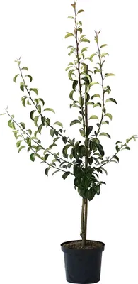 A potted young tree with green leaves and brown branches against a white background.