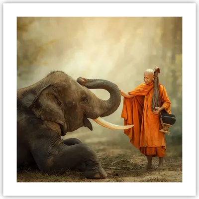 Produktbild von Poster - Poster ohne Rahmen - Elefant Mönch Stoßzahn - 50x50 cm - Wand Bild - Wanddeko - Wandbilder - Kunstposter - Wandposter - Bilder - Kunstdruck - Wanddekoration - Wandbild - P2XAC50x50-3484