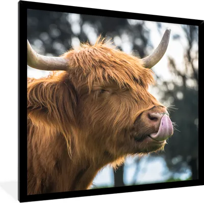 Produktbild von MuchoWow® Gerahmtes Poster Schottischer Highlander - Nase - Baum 40x40 cm - Poster mit Schwarzem Bilderrahmen Wandposter Rahmen Foto Bilder - Mit Rahmen - Wanddekoration Schlafzimmer