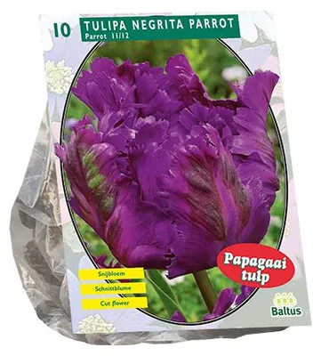 Productafbeelding van Tulipa Negrita Parrot Parkiet per 10 bloembollen Baltus