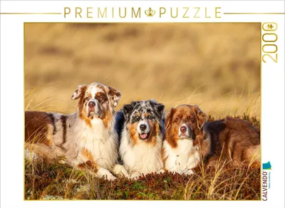 Produktbild von CALVENDO Puzzle Ein Motiv aus dem Kalender Mit Aussies unterwegs - Die bunte Welt der Australian Shepherds | 2000 Teile Lege-Größe 90x67cm Foto-Puzzle für glückliche Stunden