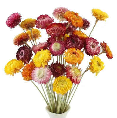Trockenblumen-Set 32 Stück, natürliche Gänseblümchen, 35-45 cm, mehrfarbig