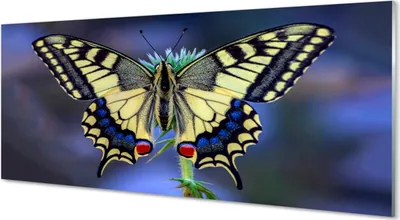 Produktbild von Glasbilder 125x50 Wandkunst Schmetterling auf einer Blume