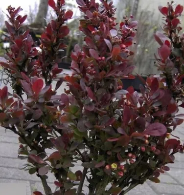 Produktbild von Berberis thunbergii Atropurpurea Nana - Rote Zwergberberitze Atropurpurea Nana 20-25cm