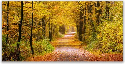 Produktbild von Glasbilder 120x60 Wandbild Druck auf Glas Wald Natur