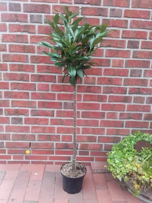 Produktbild von Prunus laurocerasus 'Caucasica' - Stämmchen, Kirschlorbeer, Gesamthöhe: 170-180 cm, Stammhöhe: 125 cm