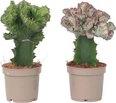 Zdjęcie produktu dla Wilczomlecz mleczny - 2 szt - Euphorbia 'Lactea' - Wysokość 25-30cm - ⌀12cm