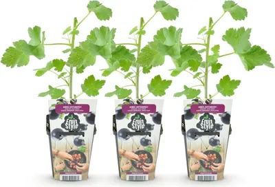 Produktbild von GreenboutiQ - Obstpflanzen - Jostabes - Ribes Jostabes - Winterhart - 3 Pflanzen - Topf 9 cm - Schwarze Johannisbeere