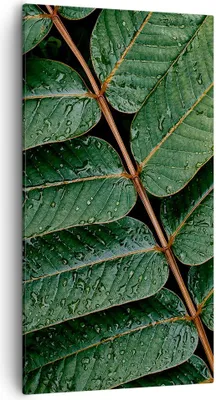 Produktbild von Bild auf Leinwand - Leinwandbild - Einteilig - Tropfen Wasser Blätter - 55x100cm - Wand Bild - Wanddeko - Wandbilder - Leinwanddruck - Bilder - Wanddekoration - Leinwand bilder - PA55x100-4328
