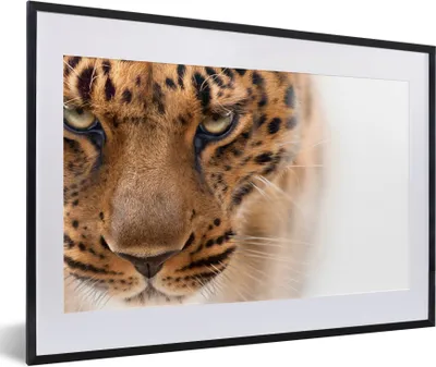 Produktbild von MuchoWow® Gerahmtes Poster Leopard - Pelz - Weiß 60x40 cm - Poster mit Schwarzem Bilderrahmen Wandposter Rahmen Foto Bilder - Schlafzimmer - Plakat in Rahmen - Drucken
