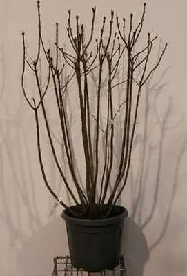 Zdjęcie produktu dla Syringa vulg. 'Michel Buchner' - Lilak 50- 60 cm - Pojemnik