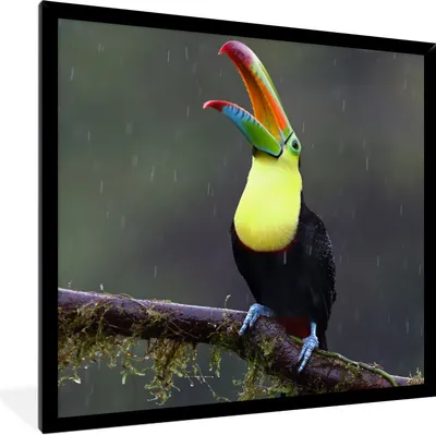Produktbild von MuchoWow® Gerahmtes Poster Tukan im Regen 40x40 cm - Poster mit Schwarzem Bilderrahmen Wandposter Rahmen Foto Bilder - Mit Rahmen - Wanddekoration Schlafzimmer