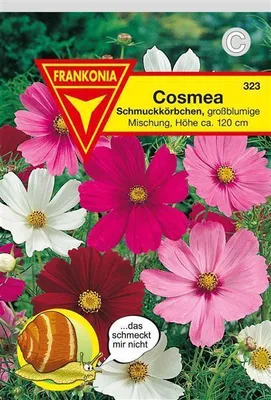 Produktbild von Schmuckkörbchen (Cosmea)
