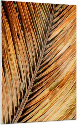 Produktbild von Bilder auf glas - Einteilig - Orange Blatt Tropisch - 70x100cm - Glasbilder - Wandbilder - Bilder - zum Aufhängen bereit - Wanddekoration aus Glas - Glas Bilder - Wandbild auf Glas - GPA70x100-4876