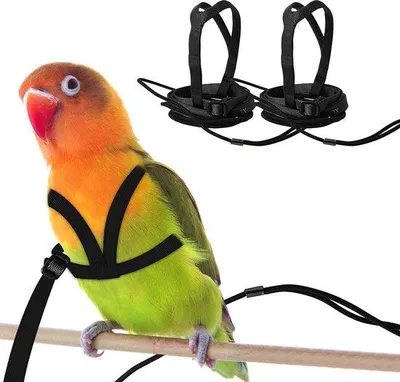 Produktbild von Papageien-Geschirr – Verstellbar – Anti-Knabber-Schutz – Für das Training im Freien – Leicht – Langlebig – Geeignet für Brustumfang 24-51 cm – Vogelgeschirr