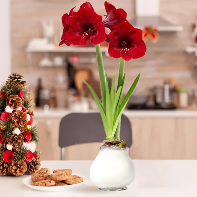 Immagine prodotto di Amaryllis in cera bianca - 2 bulbi di amaryllis in cera - Bulbi di amaryllis in cera di grandi dimensioni (26/28) - Piante vere ed esclusive provenienti dall'Olanda - Hippeastrum (senza semi, non artificiali)