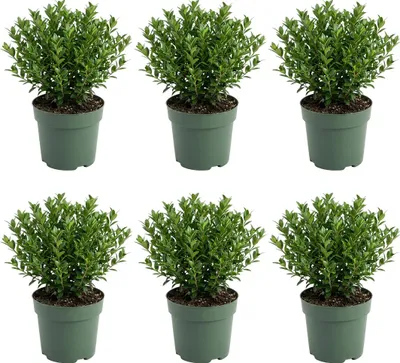 Zdjęcie produktu dla Bloomique - Zestaw 6 szt. - Ilex Crenata Jenny - Ostrokrzew japoński - Zimozielony - Mrozoodporny - Rośliny balkonowe - 10-20 cm wysokości - Doniczka 10 cm