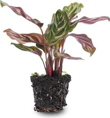 Immagine prodotto di Calathea Makoyana, pianta pavone, pianta da terrario con foglie dai motivi decorativi