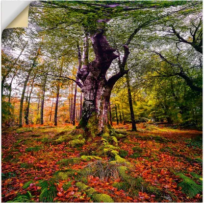 Produktbild von ARTland Wandbild, selbstklebend Baum im Wald Größe: 40x40 cm