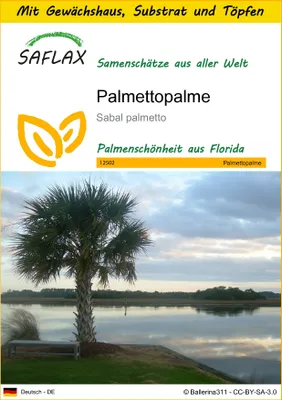 Produktbild von SAFLAX Anzucht Set - Palmettopalme - Sabal palmetto - 8 Samen - Mit Mini-Gewächshaus, Anzuchtsubstrat und 2 Töpfen