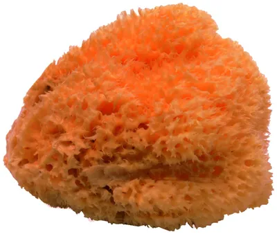 Immagine prodotto di Spugna naturale, morbida, non trattata, di 16 cm, ideale per pelli sensibili