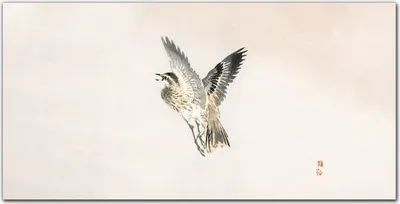 Produktbild von Coloray Bild aus Leinwand 100x50 Leinwand Dekoration - Tier Vogel