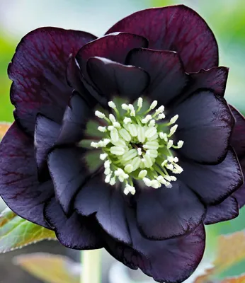 Produktbild von BALDUR Garten 1x Gefüllte Christrose Black Swan, Pflanze im 9x9 cm-Topf, Helleborus niger, winterharte Staude, mehrjährig, bienenfreundlich, für Standort im Schatten geeignet, blühend