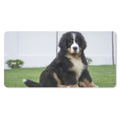 Produktbild von MuchoWow® Mauspad Mousepad Super süßer Berner Sennenhund Welpe 60x30 cm - Mousepads - Maus Mat - Pad - Mausunterlage - Nachhaltig